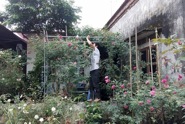 Ông bố trẻ phá tan sân bê tông để trồng vườn hồng ong bo tre pha tan san be tong de trong vuon hong