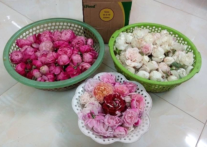 Ông bố trẻ phá tan sân bê tông để trồng vườn hồng ong bo tre pha tan san be tong de trong vuon hong