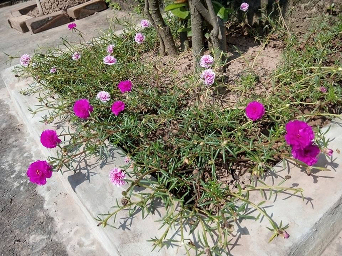 Ông bố trẻ phá tan sân bê tông để trồng vườn hồng ong bo tre pha tan san be tong de trong vuon hong