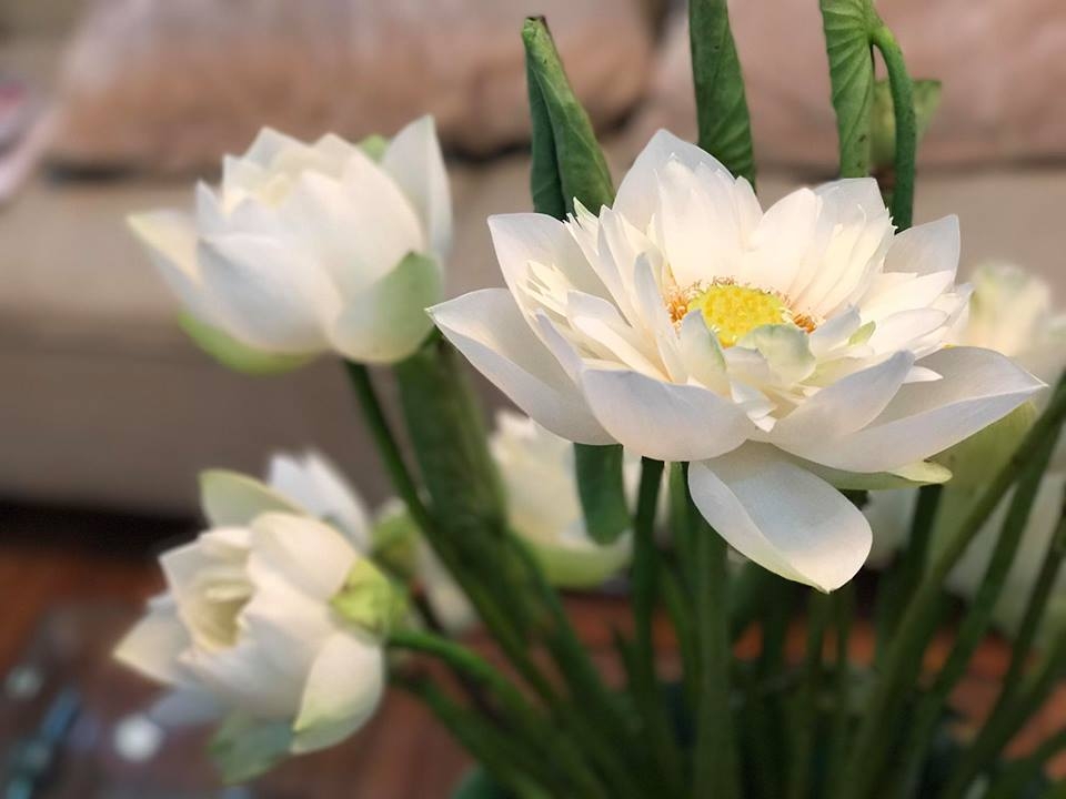 me cam hoa ba me hai phong chua khi nao phai cho nguoi khac tang hoa cho minh