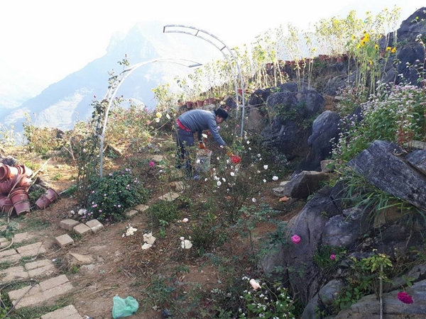 Ông bố người Tày đầu tư 500 triệu đồng trồng hoa trên đồi đá ong bo nguoi tay dau tu 500 trieu dong trong hoa tren doi da