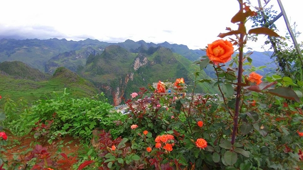 Ông bố người Tày đầu tư 500 triệu đồng trồng hoa trên đồi đá ong bo nguoi tay dau tu 500 trieu dong trong hoa tren doi da