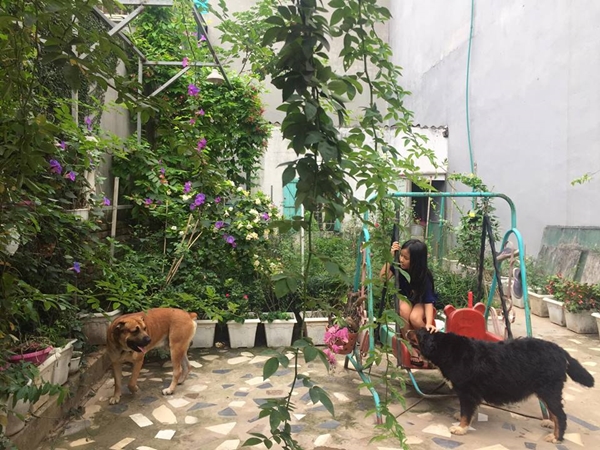 Chim hót líu lo trong góc sân kín hoa hồng của nữ kế toán Hà Nội chim hot liu lo trong goc san kin hoa hong cua nu ke toan ha noi