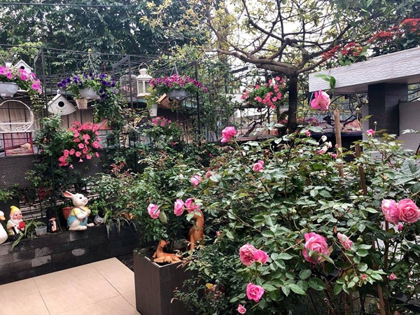 Chim hót líu lo trong góc sân kín hoa hồng của nữ kế toán Hà Nội chim hot liu lo trong goc san kin hoa hong cua nu ke toan ha noi