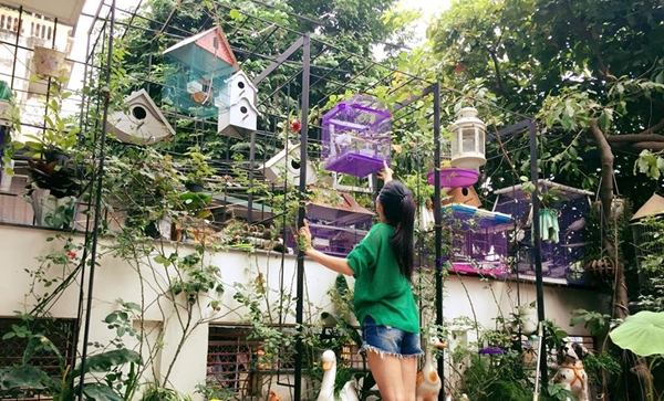 Chim hót líu lo trong góc sân kín hoa hồng của nữ kế toán Hà Nội chim hot liu lo trong goc san kin hoa hong cua nu ke toan ha noi