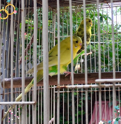 chim hot liu lo trong goc san kin hoa hong cua nu ke toan ha noi
