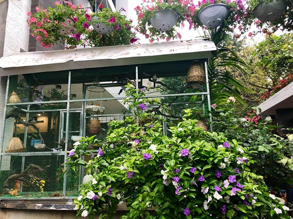 Chim hót líu lo trong góc sân kín hoa hồng của nữ kế toán Hà Nội chim hot liu lo trong goc san kin hoa hong cua nu ke toan ha noi