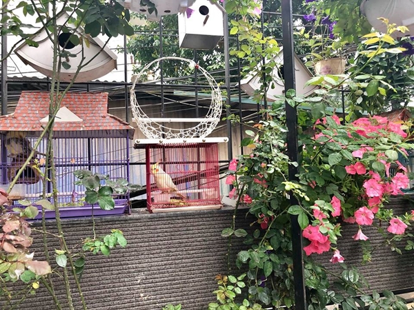 Chim hót líu lo trong góc sân kín hoa hồng của nữ kế toán Hà Nội chim hot liu lo trong goc san kin hoa hong cua nu ke toan ha noi
