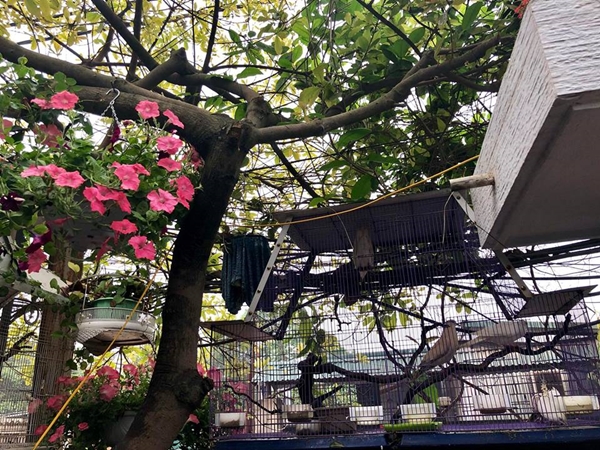 Chim hót líu lo trong góc sân kín hoa hồng của nữ kế toán Hà Nội chim hot liu lo trong goc san kin hoa hong cua nu ke toan ha noi