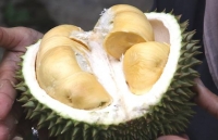 chu meo ngat xiu khi ngui mui sau rieng