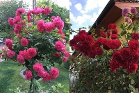 ngoi nha hoa hong cua chang sinh vien bao chi yeu thich trong cay