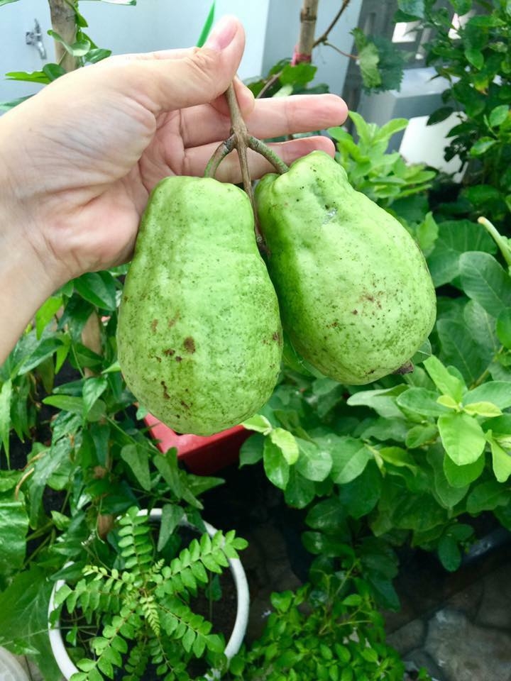 kinh nghiem trong oi trong chau tai nha