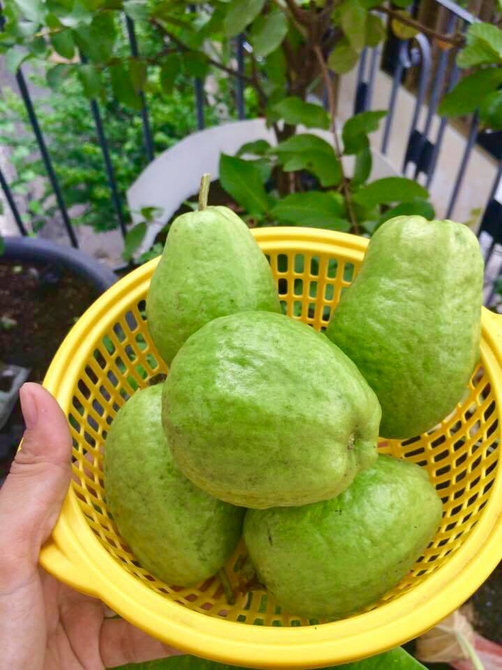 kinh nghiem trong oi trong chau tai nha