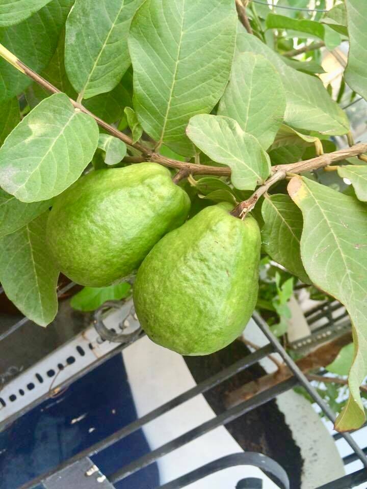 kinh nghiem trong oi trong chau tai nha