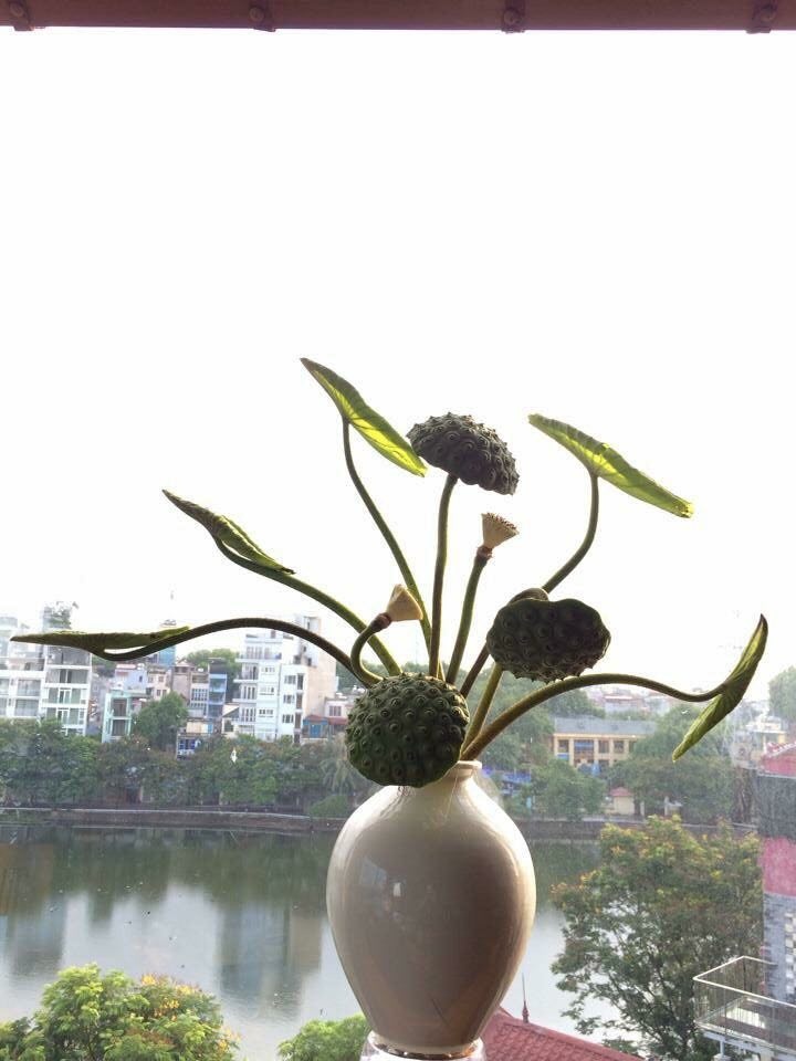 ngam 1001 kieu cam hoa sen tinh te lam duyen cho to am cua nu ceo xinh dep