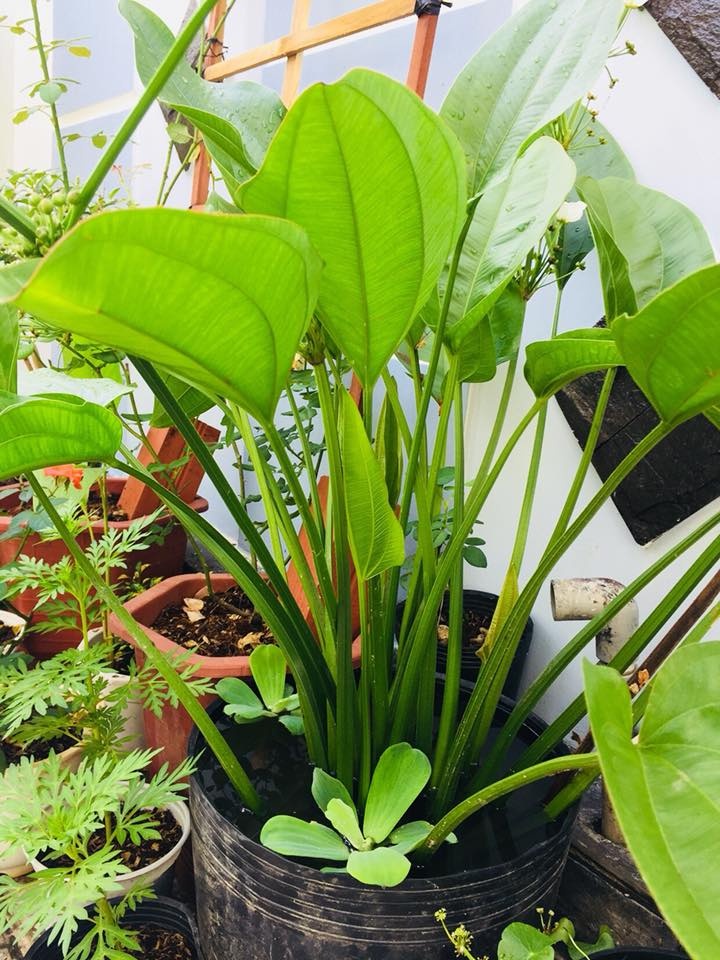 san vuon rong 10m2 voi du hoa la sac so cua ba me tay ninh