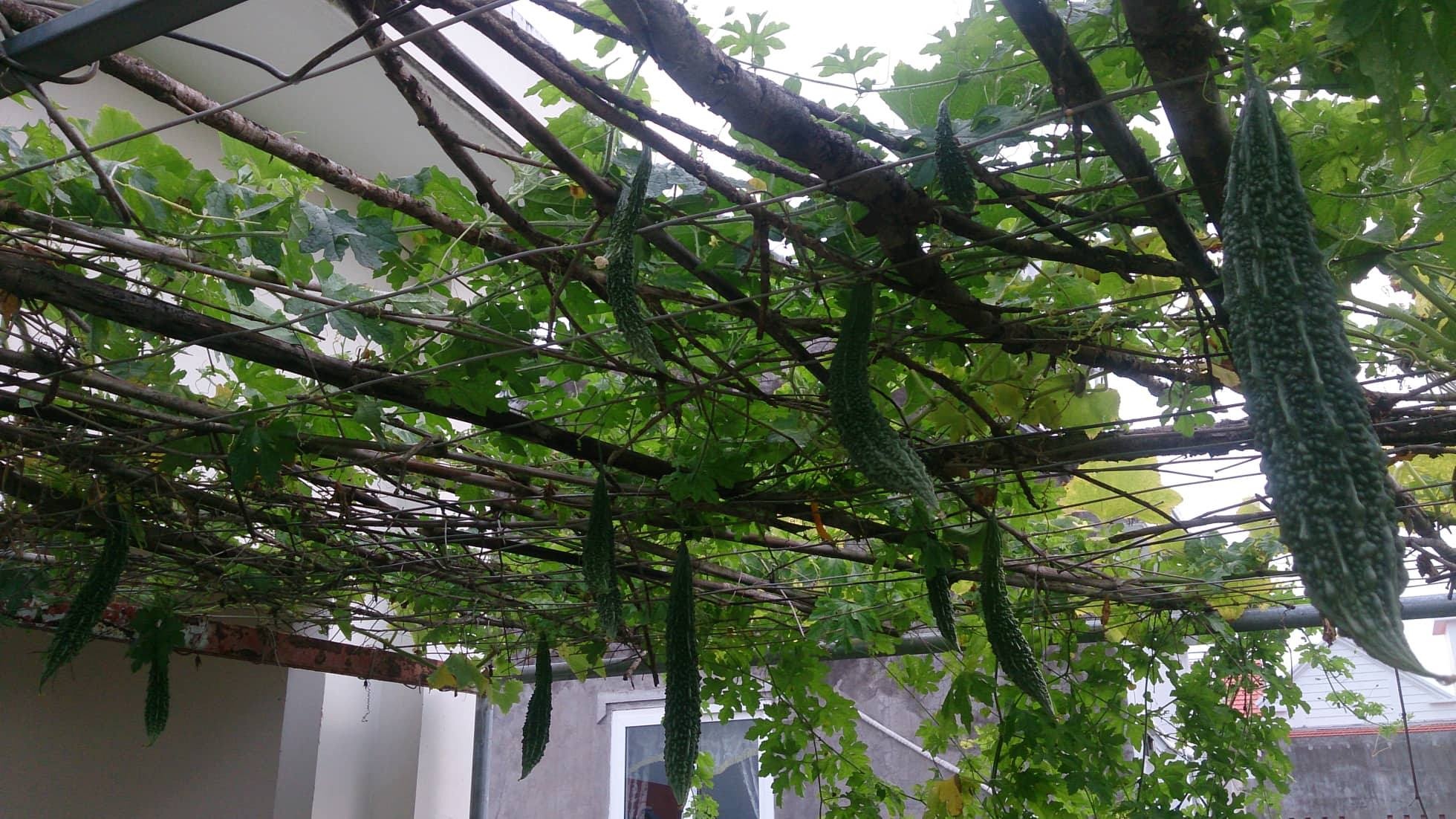 kinh nghiem trong rau san thuong tuoi tot du loai rau cu qua