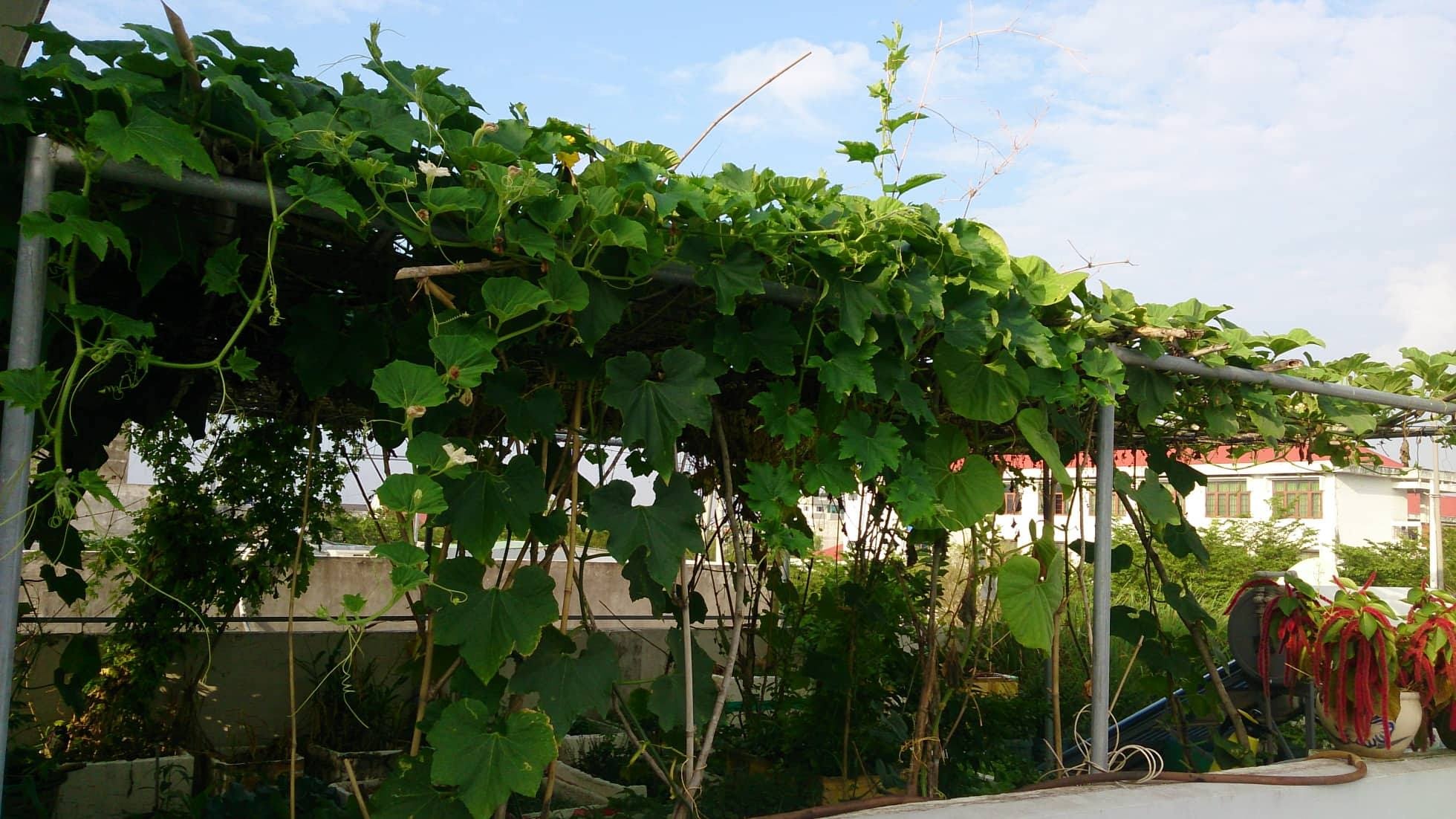 Kinh nghiệm trồng rau sân thượng tươi tốt đủ loại rau củ quả kinh nghiem trong rau san thuong tuoi tot du loai rau cu qua