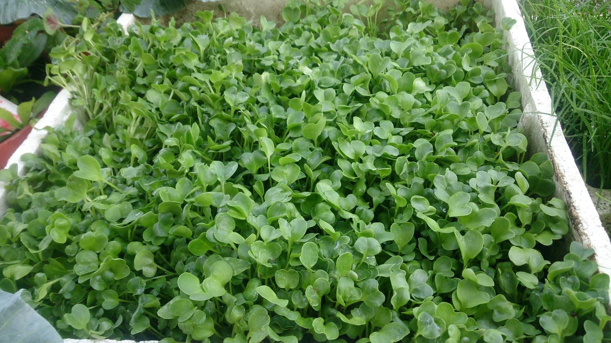 Kinh nghiệm trồng rau sân thượng tươi tốt đủ loại rau củ quả kinh nghiem trong rau san thuong tuoi tot du loai rau cu qua
