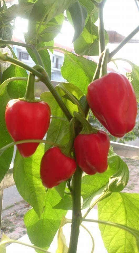 kinh nghiem trong rau san thuong tuoi tot du loai rau cu qua
