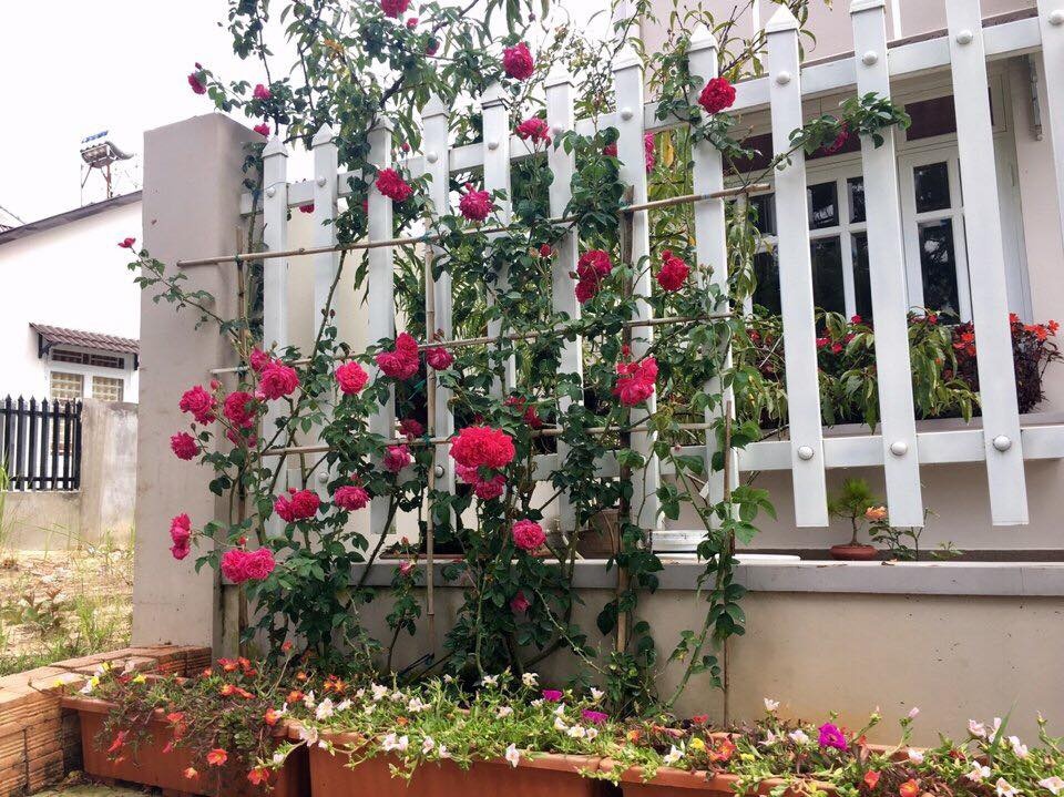 Góc vườn hồng ngoại đẹp rực rỡ của người đàn ông chăm cây như chăm con goc vuon hong ngoai dep ruc ro cua nguoi dan ong cham cay nhu cham con