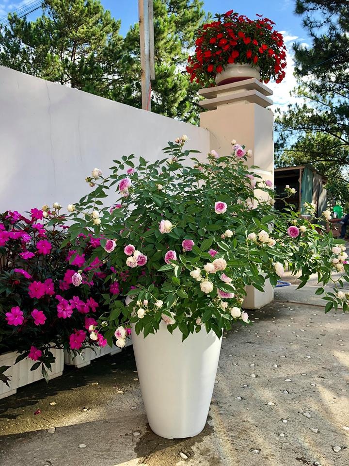 Góc vườn hồng ngoại đẹp rực rỡ của người đàn ông chăm cây như chăm con goc vuon hong ngoai dep ruc ro cua nguoi dan ong cham cay nhu cham con