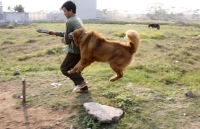 ngao tay tang tu bao boi bien thanh cho hoang