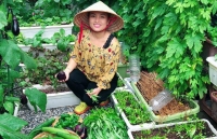 trai ngot sai triu trong khuon vien can biet thu cua ly hai minh ha