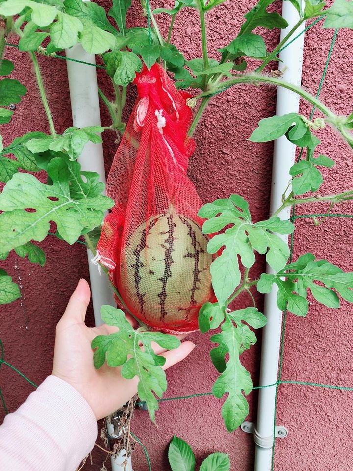 khong co dat trong co gai trong dua hau trong chau va ket qua bat ngo