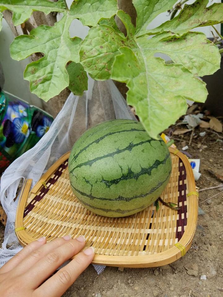 khong co dat trong co gai trong dua hau trong chau va ket qua bat ngo