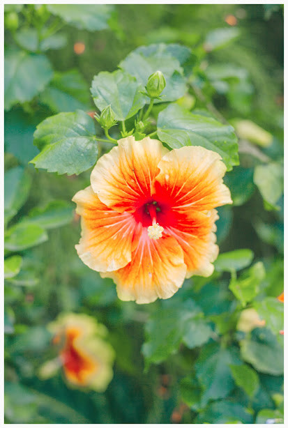 ngam ngoi nha nho tai an giang duoc xuyt xoa dep nhu tranh