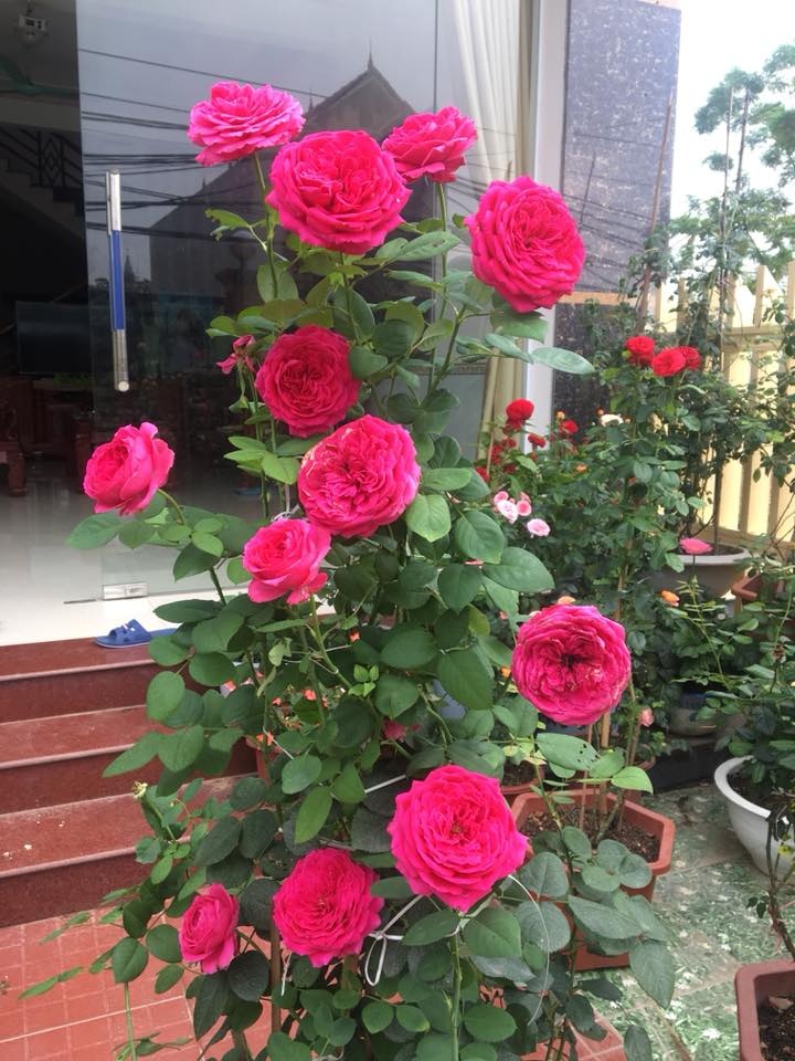 kinh nghiem cham soc hong cua chu nhan ngoi nha hoa hong o thach son phu tho