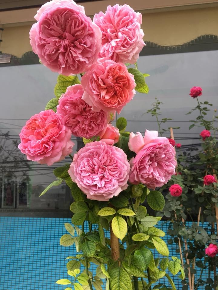 kinh nghiem cham soc hong cua chu nhan ngoi nha hoa hong o thach son phu tho