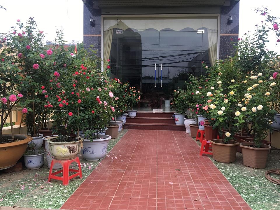 kinh nghiem cham soc hong cua chu nhan ngoi nha hoa hong o thach son phu tho
