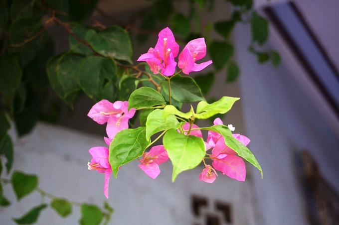 ngoi nha 3 tang phu day hoa giay o quang ngai