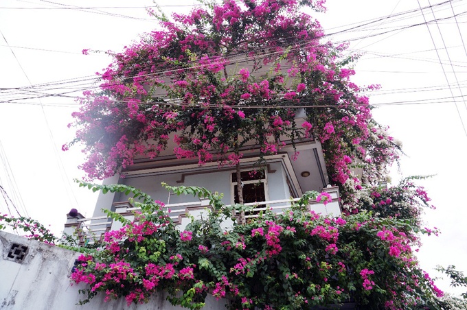 ngoi nha 3 tang phu day hoa giay o quang ngai