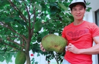 cay buoi ha noi tro ra hang tram qua cam quyt phat thu