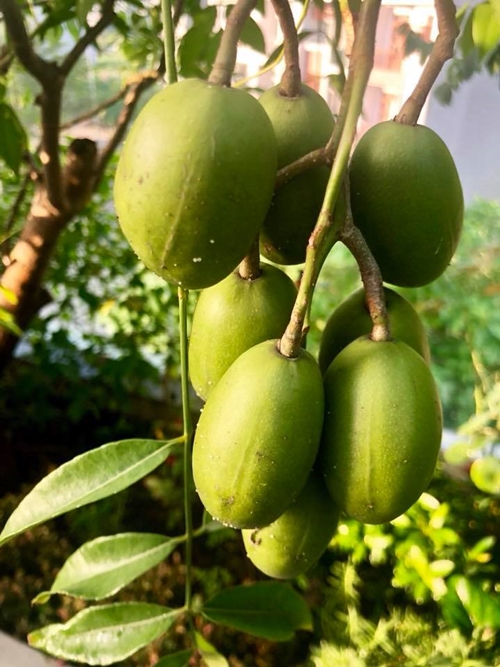 trai ngot sai triu trong khuon vien can biet thu cua ly hai minh ha
