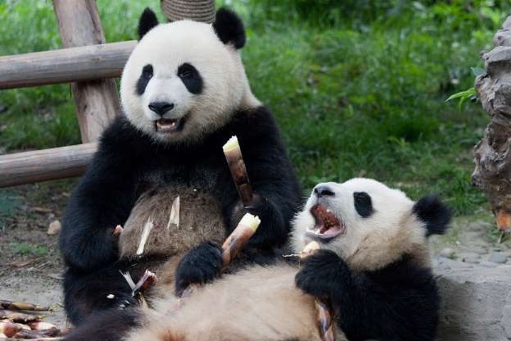 nhung buc anh ngo nghinh chung minh dong vat cung biet cuoi