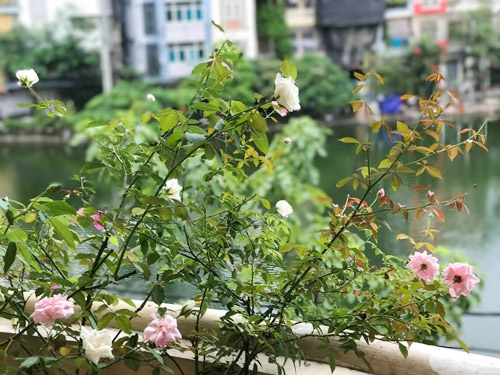 dua hau bang nam tay cu khoai treo tren canh o ban cong ha noi
