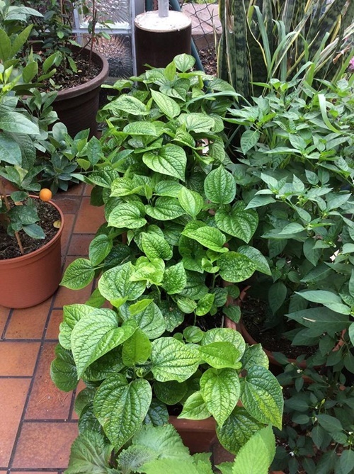 vuon rau sach goi nho que huong cua ong bo viet tai duc
