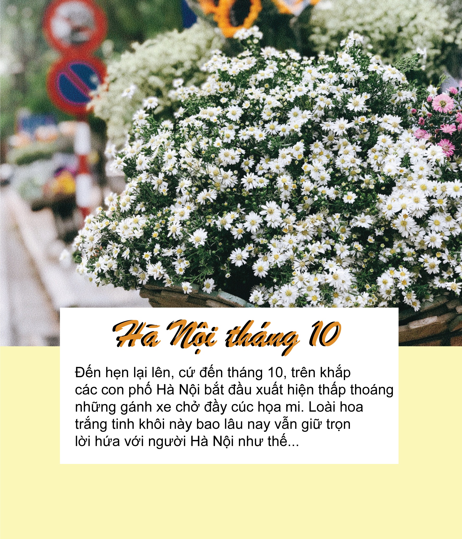 thon thuc mua cuc hoa mi xuong pho goi gio dong ve