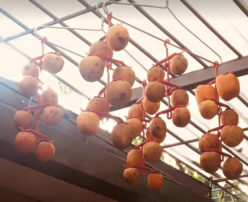 Bà nội trợ đua nhau khoe 'hồng treo gió' tự làm ngon hơn mua sẵn ba noi tro dua nhau khoe hong treo gio tu lam ngon hon mua san