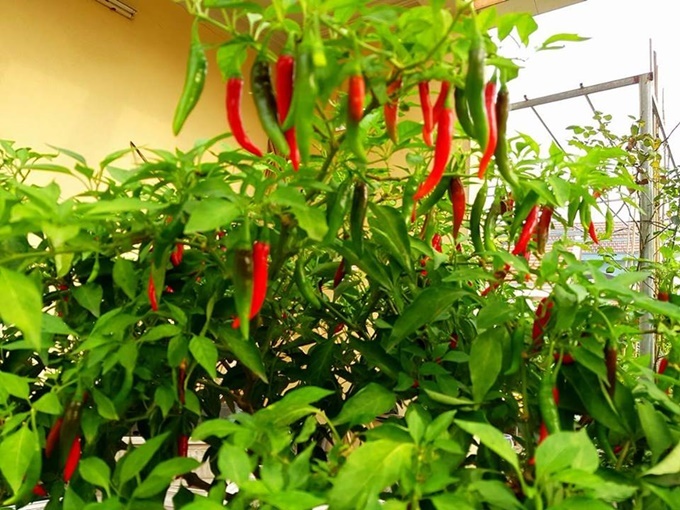 ba me hai con o hung yen thu hang ta nong pham tu vuon rau san thuong 40 m2