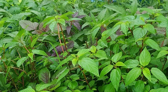 ba me hai con o hung yen thu hang ta nong pham tu vuon rau san thuong 40 m2