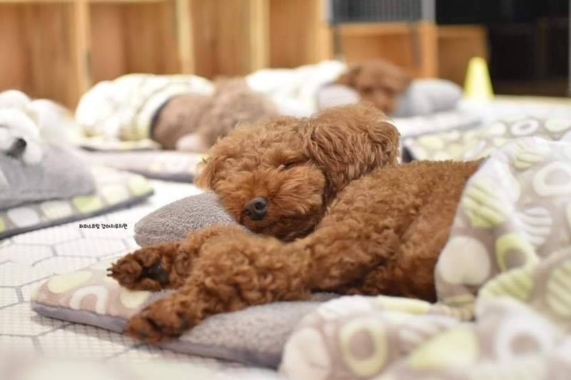 Loạt ảnh giờ ngủ trưa của thú cưng: Dân mạng đồng loạt chung một thắc mắc loat anh gio ngu trua cua thu cung dan mang dong loat chung mot thac mac