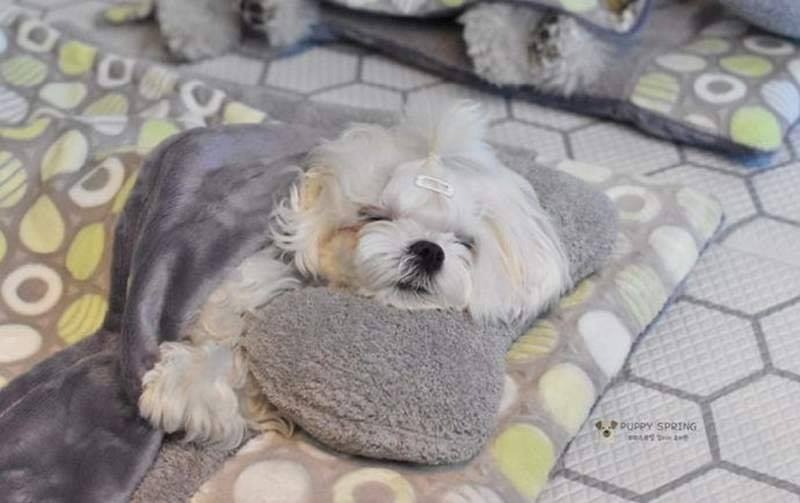 Loạt ảnh giờ ngủ trưa của thú cưng: Dân mạng đồng loạt chung một thắc mắc loat anh gio ngu trua cua thu cung dan mang dong loat chung mot thac mac