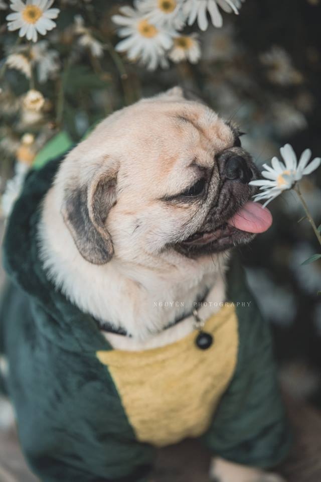 Bộ ảnh thú cưng và cúc họa mi gây xôn xao cộng đồng mạng bo anh thu cung va cuc hoa mi gay xon xao cong dong mang