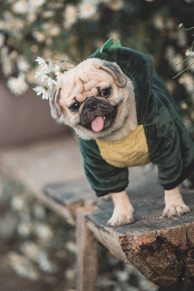 Bộ ảnh thú cưng và cúc họa mi gây xôn xao cộng đồng mạng bo anh thu cung va cuc hoa mi gay xon xao cong dong mang