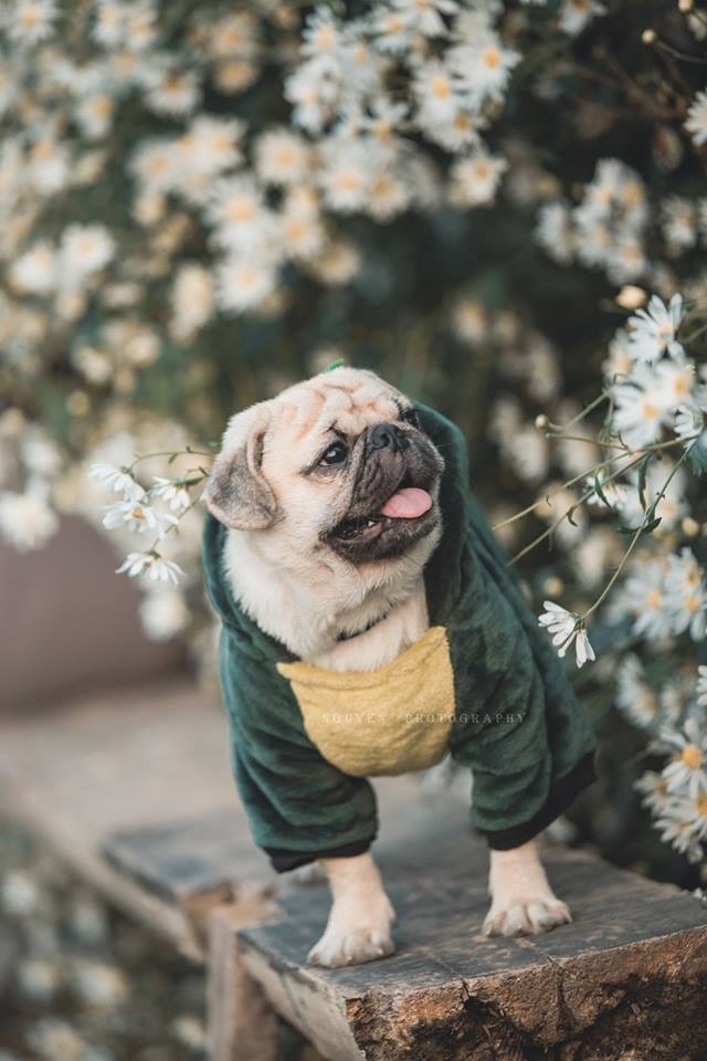 Bộ ảnh thú cưng và cúc họa mi gây xôn xao cộng đồng mạng bo anh thu cung va cuc hoa mi gay xon xao cong dong mang